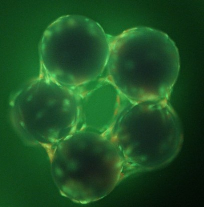 Stem Cells Under Fluorescence Microscopy
